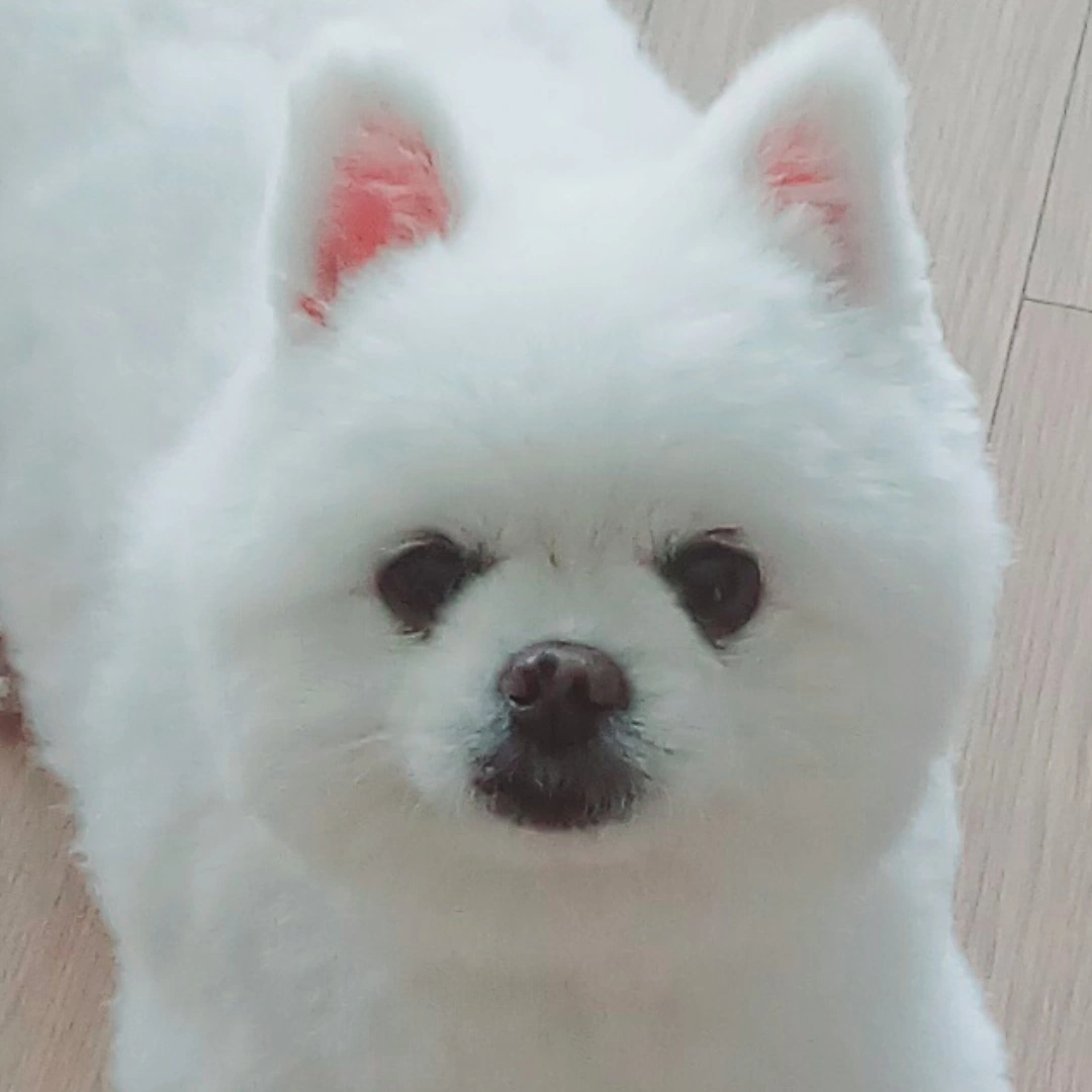 댓글 이미지