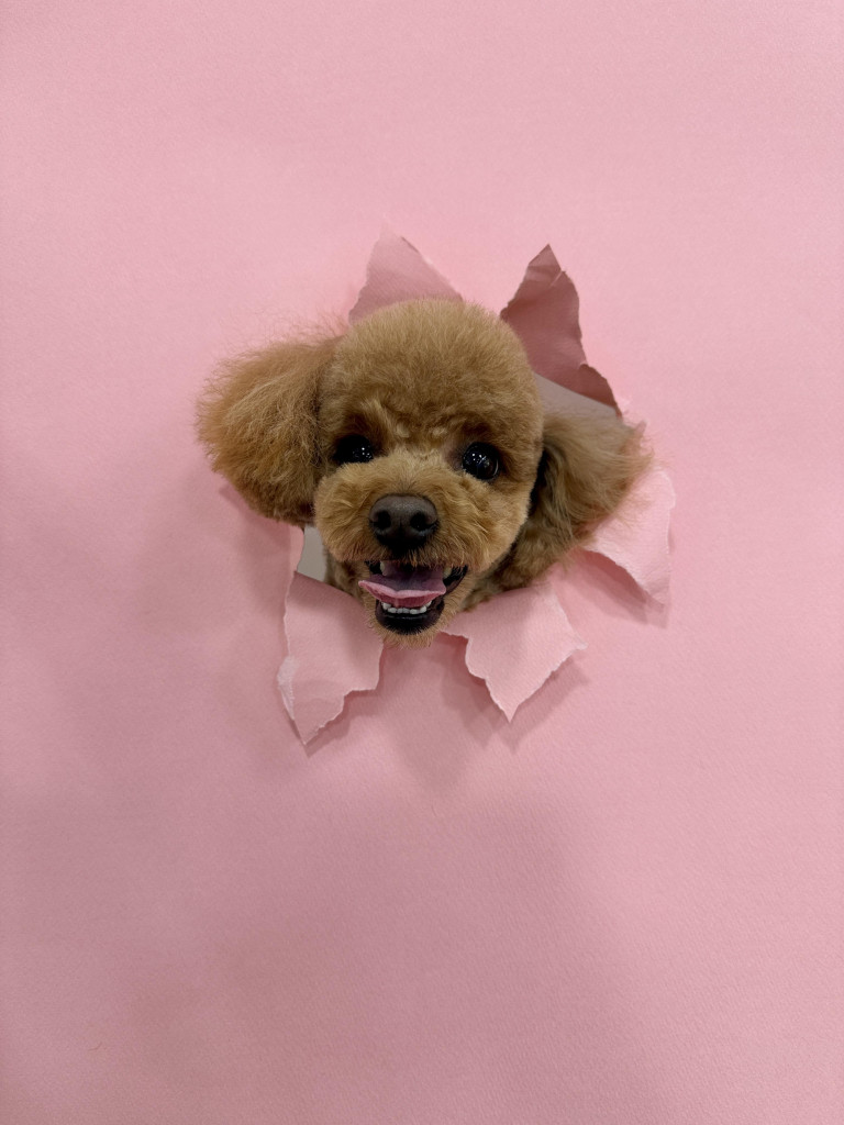 이미지