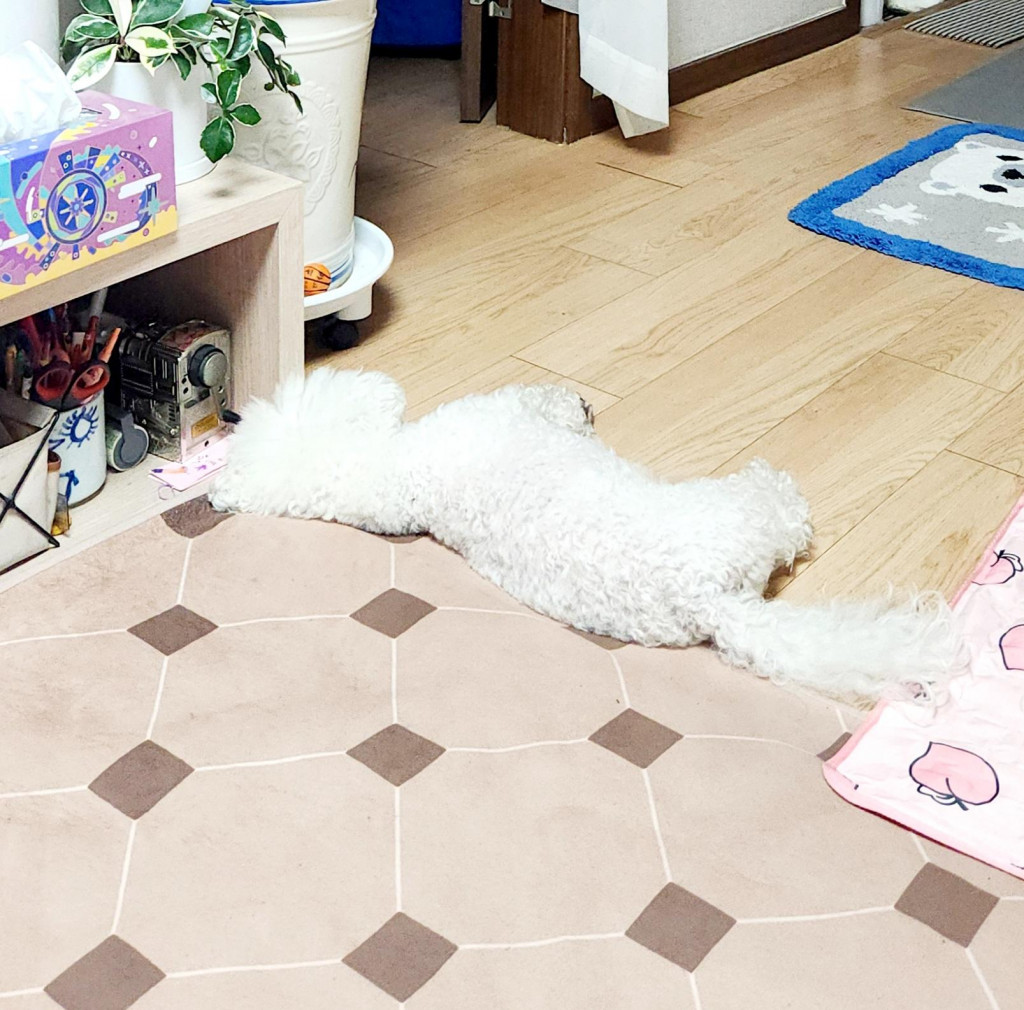 댓글 이미지