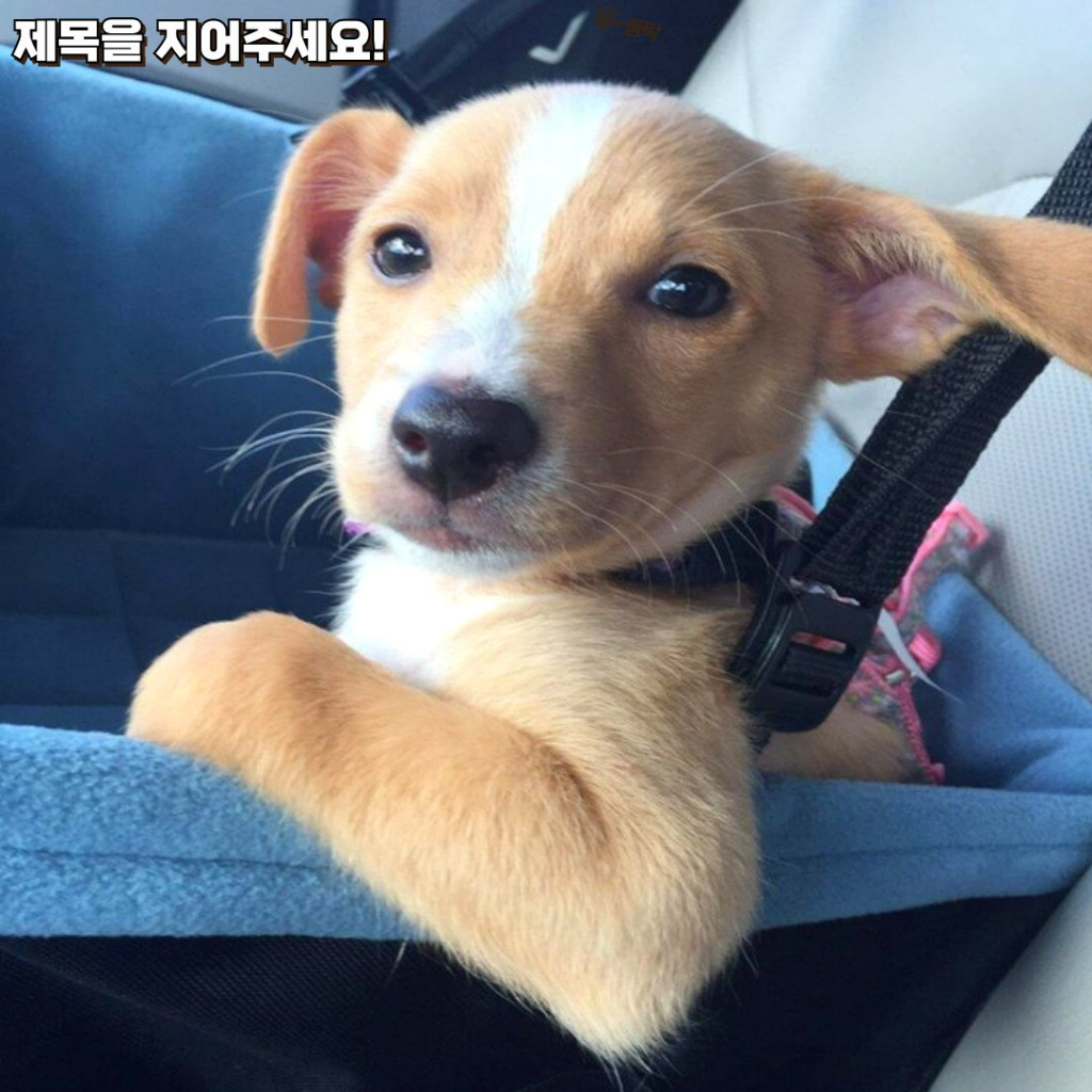 이미지