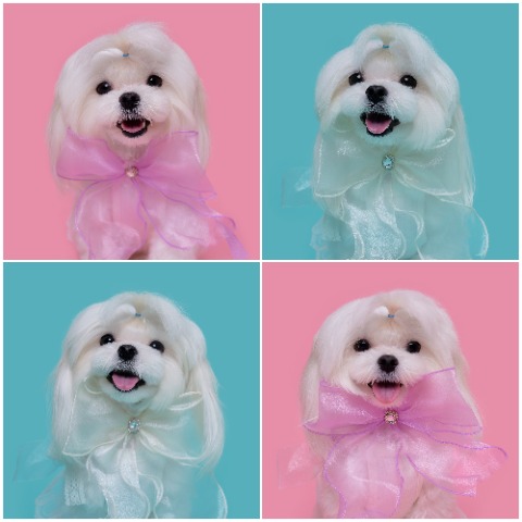 프로필 이미지