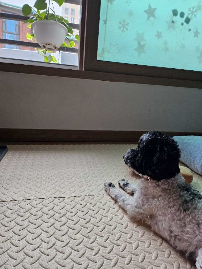 이미지