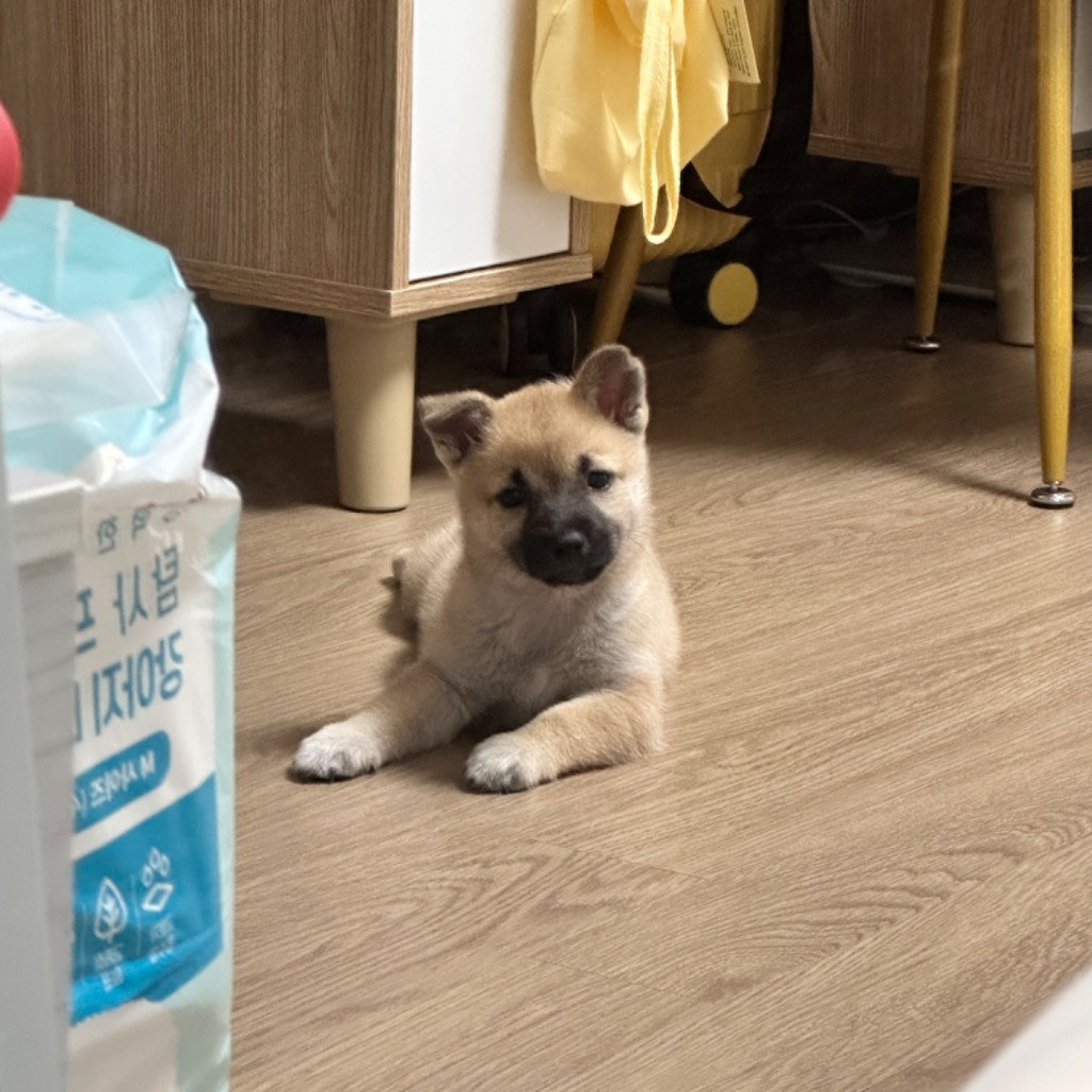 이미지