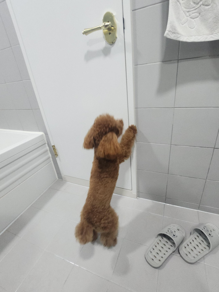 댓글 이미지