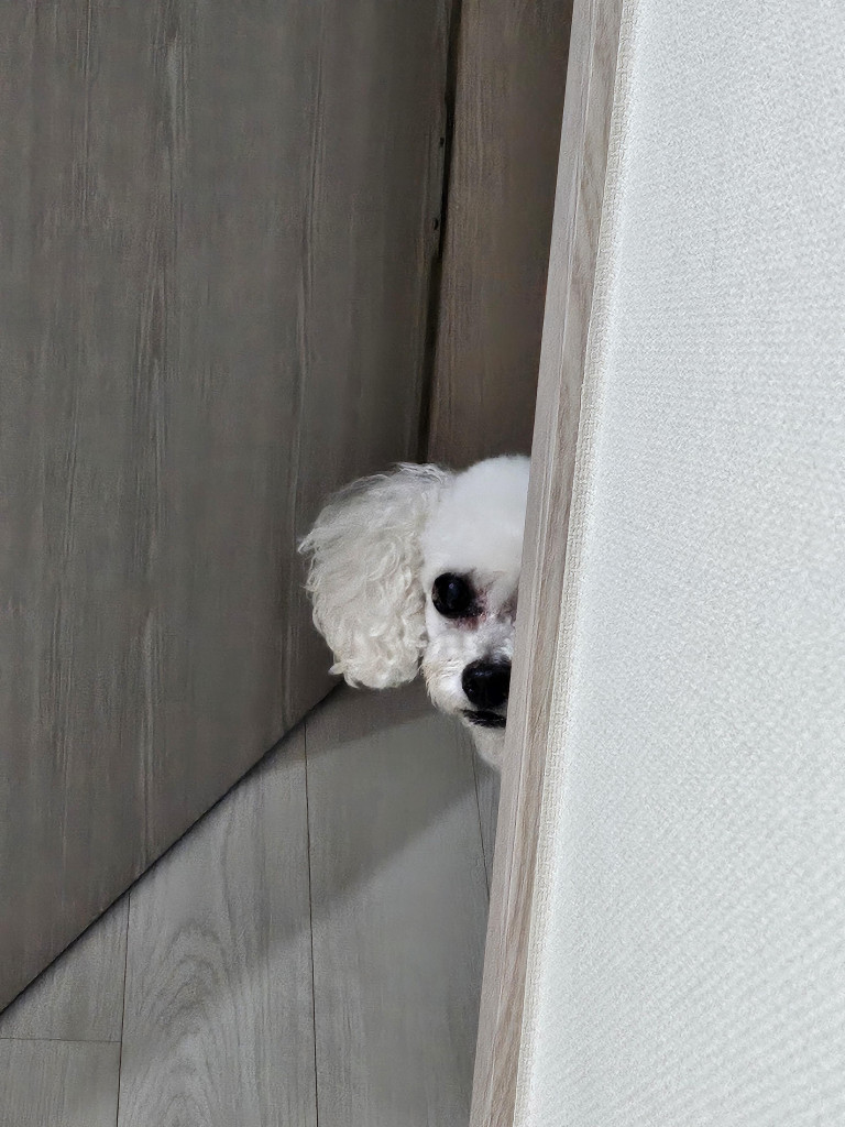 댓글 이미지