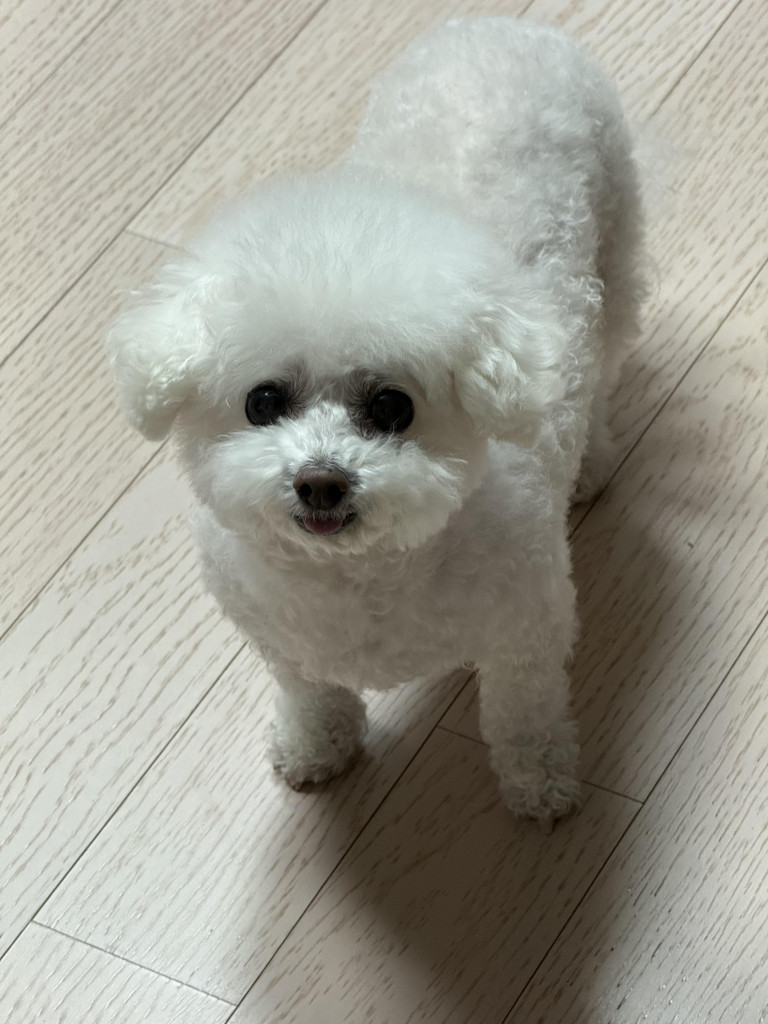 댓글 이미지
