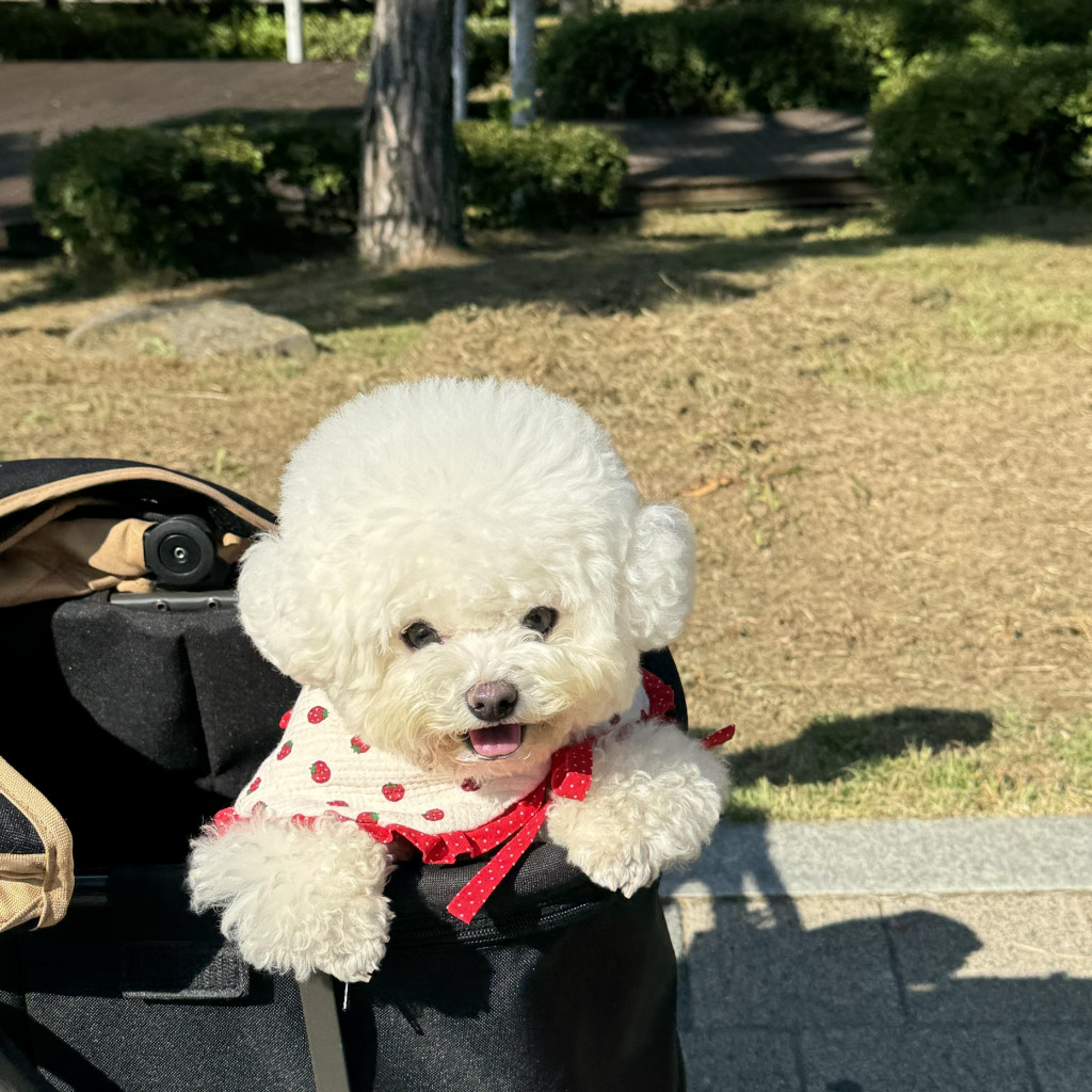 댓글 이미지