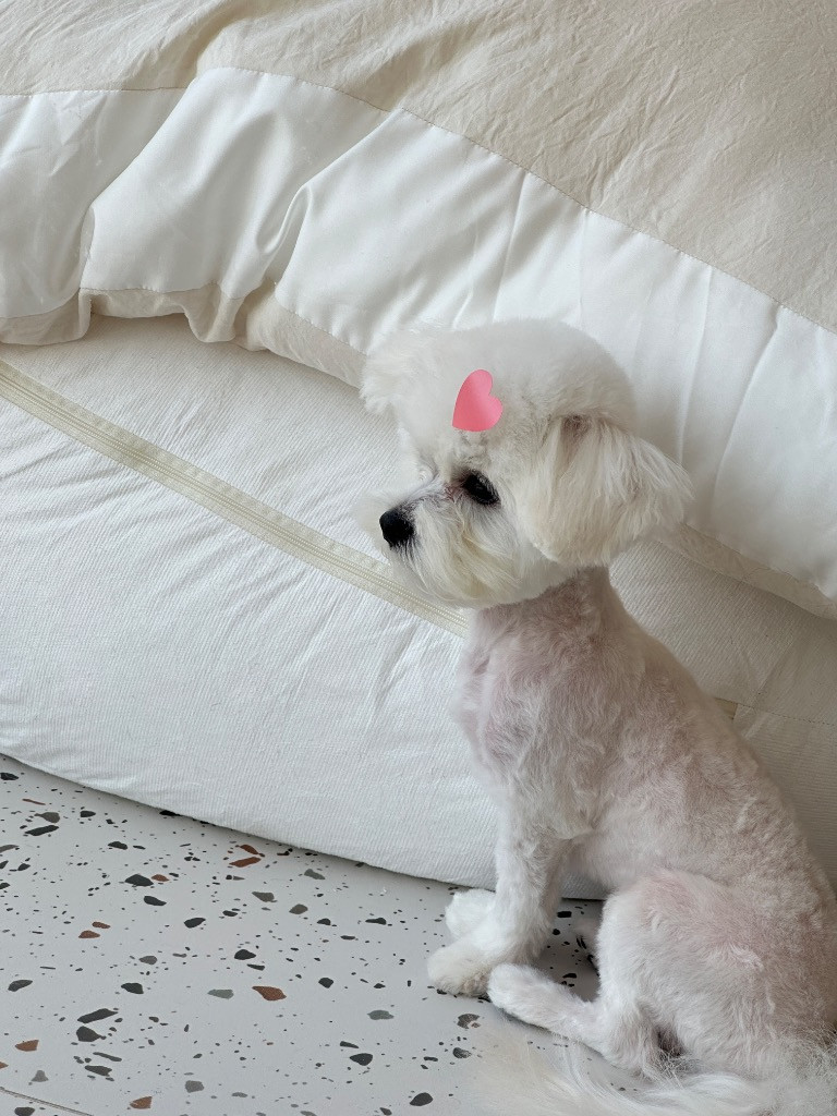 이미지