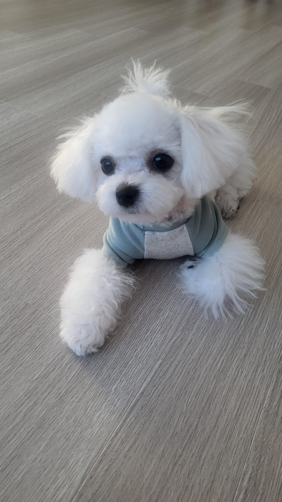 댓글 이미지