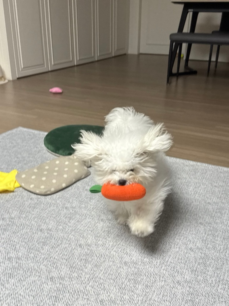 이미지