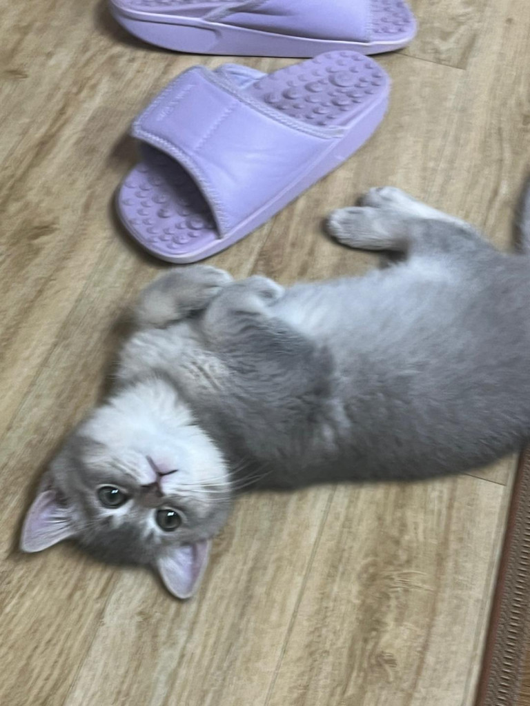 댓글 이미지